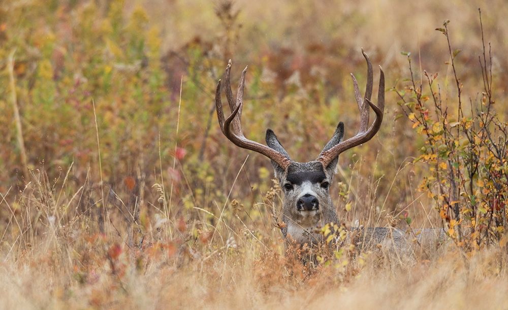 Mule Deer Buck-autumn sprinkle